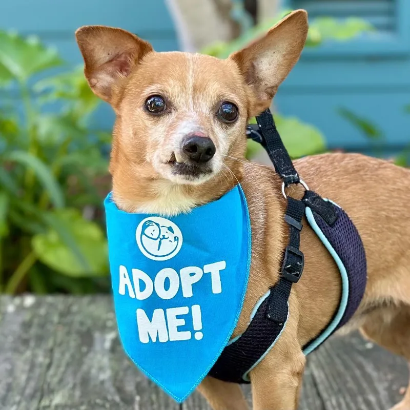 Chocolate Chunk thumbnail 5