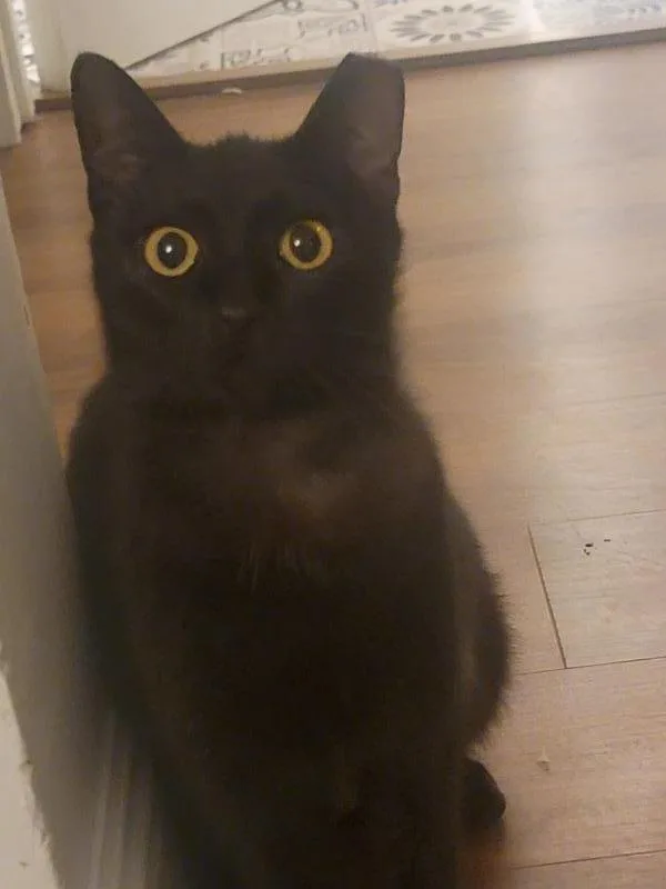 Princess thumbnail 3