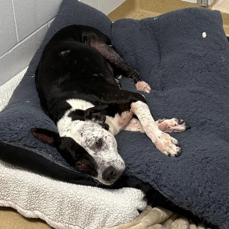 Quesadilla thumbnail 2