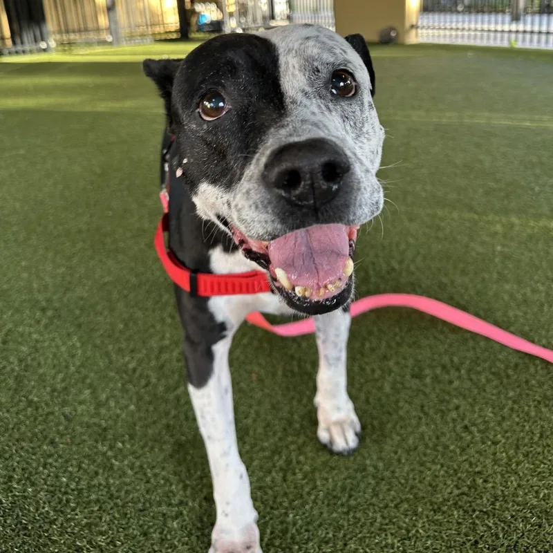 Quesadilla thumbnail 4