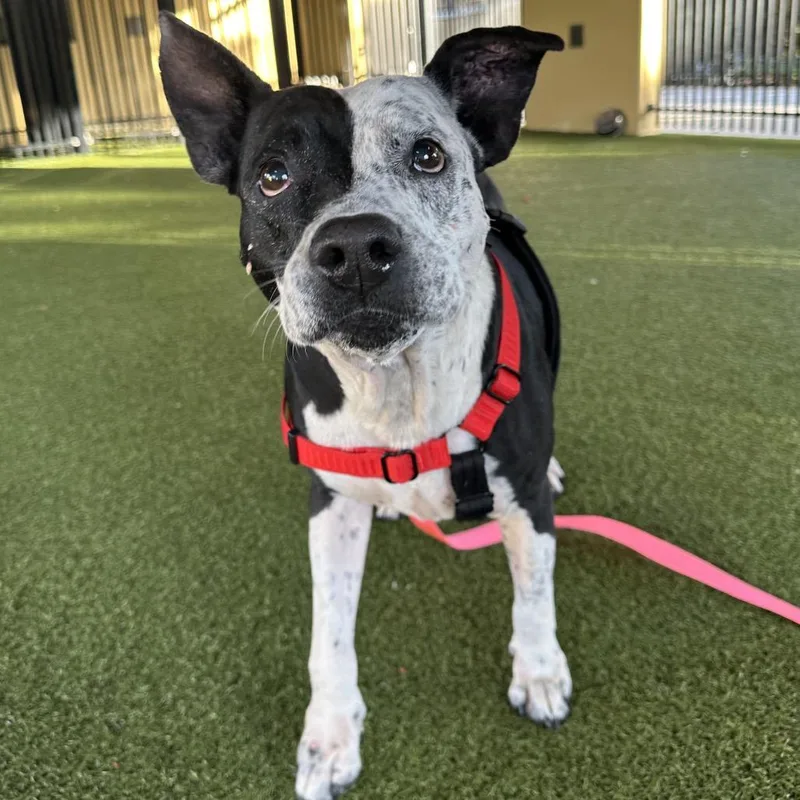 Quesadilla thumbnail 5