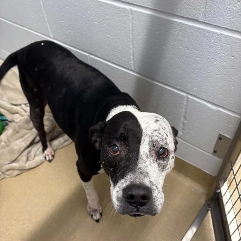 Quesadilla thumbnail 6