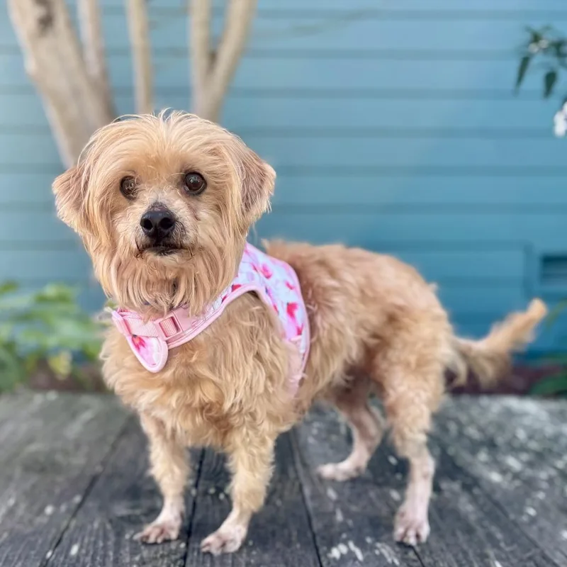 Sun Bear thumbnail 2