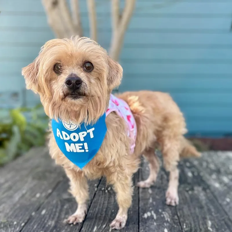 Sun Bear thumbnail 5