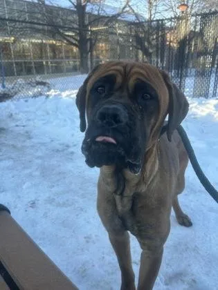 Running Summer Lily thumbnail 2