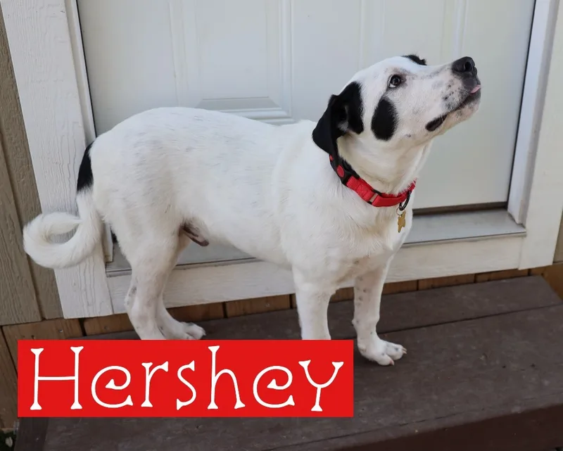 Hershey thumbnail 2