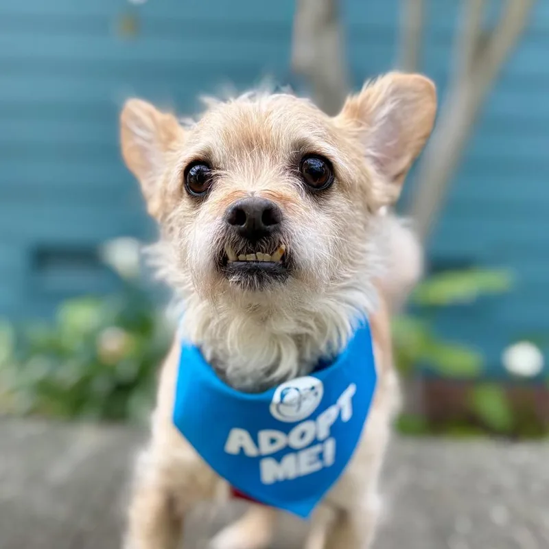 Flounder thumbnail 3