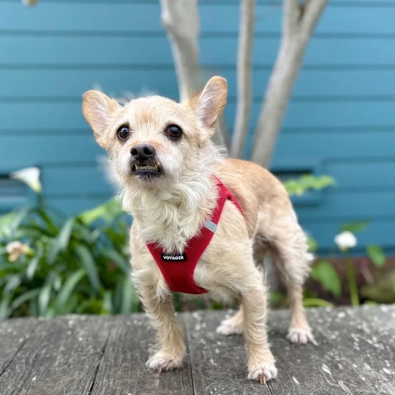 Flounder thumbnail 4