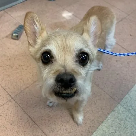 Flounder thumbnail 5