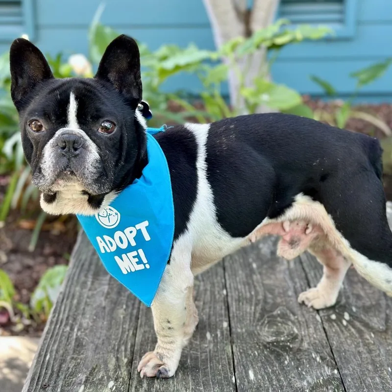 Free Willy thumbnail 3