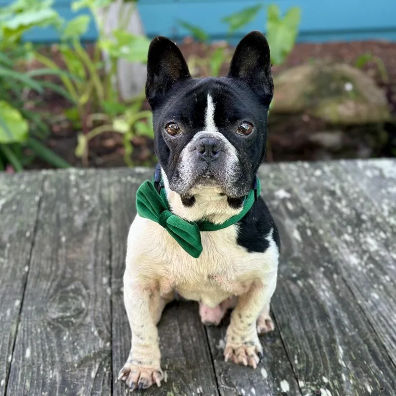 Free Willy thumbnail 5