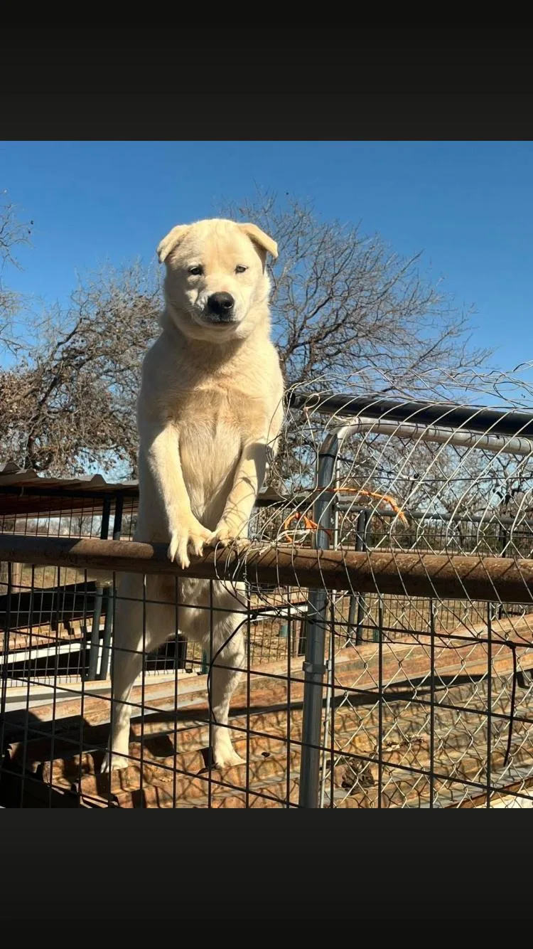 Marshmallow thumbnail 2