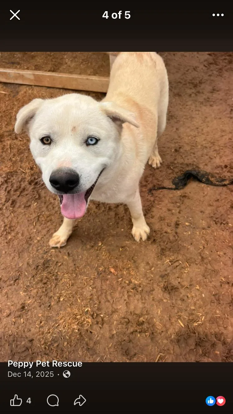 Marshmallow thumbnail 3