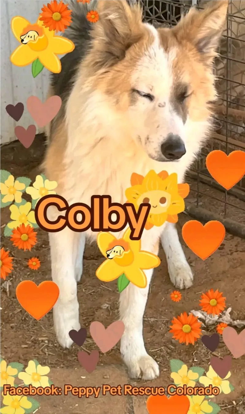 Colby