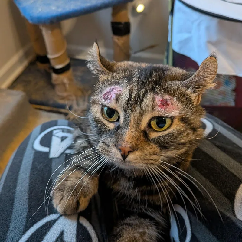 Petri Dish thumbnail 2