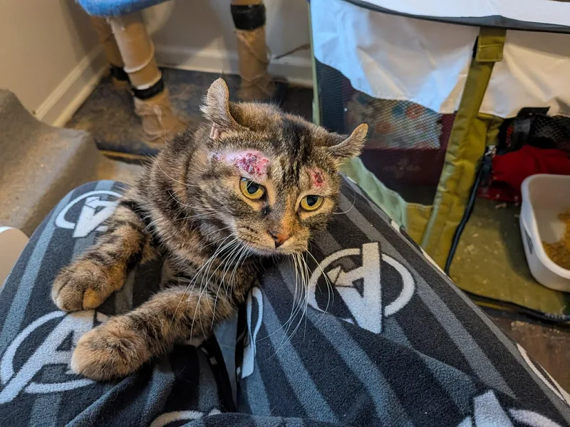 Petri Dish thumbnail 3