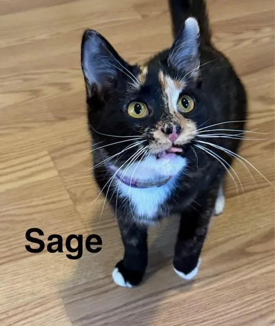Sage