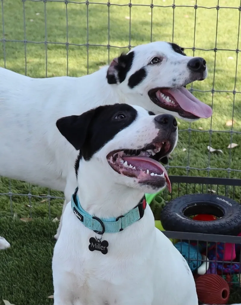 Snickers thumbnail 2