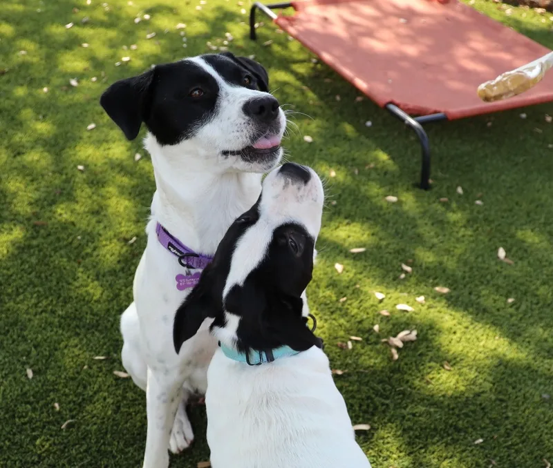 Snickers thumbnail 3