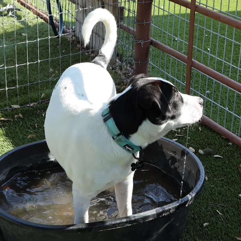 Snickers thumbnail 5