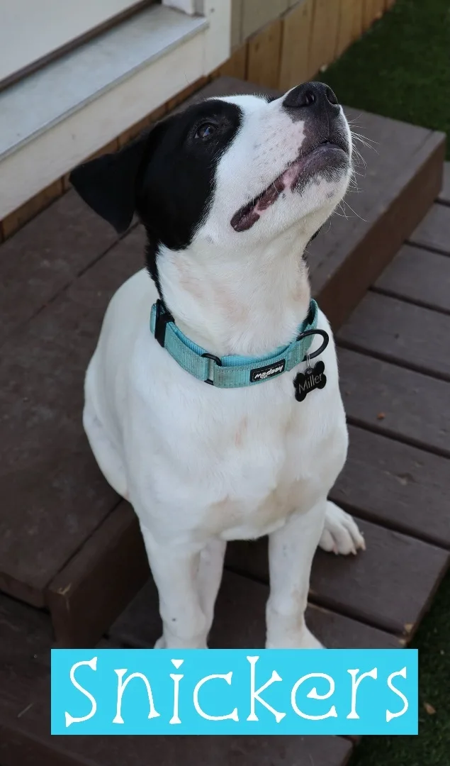 Snickers thumbnail 6