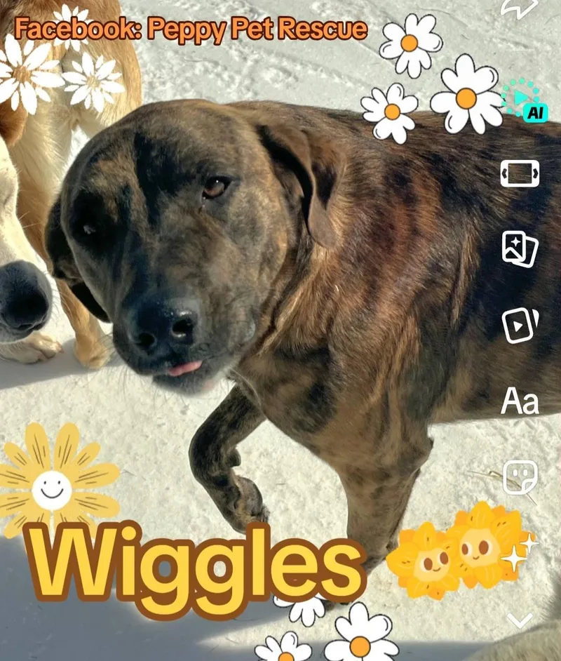 Wiggles
