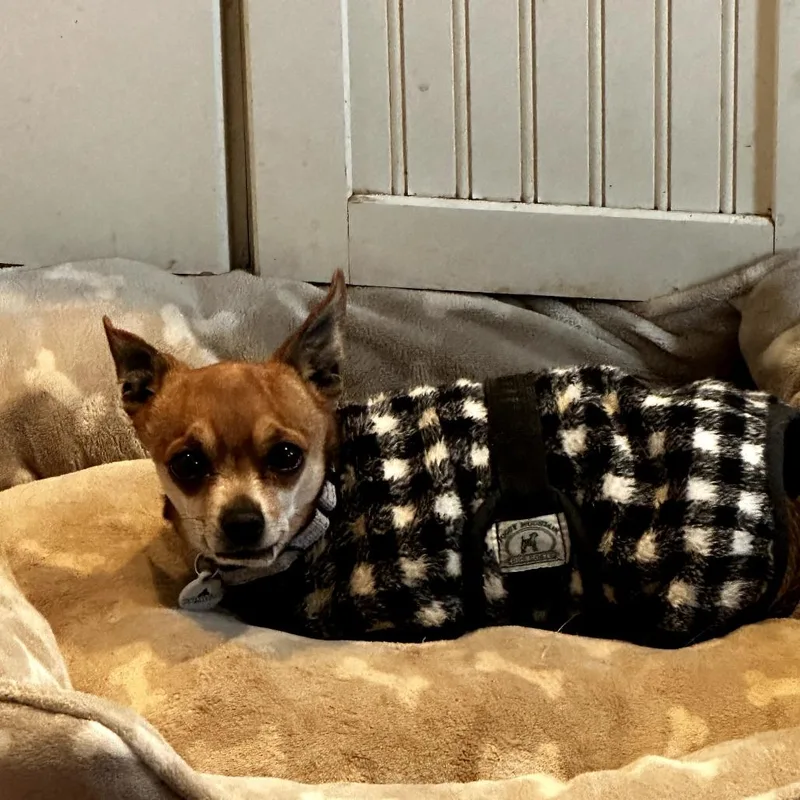 Groundhog thumbnail 2