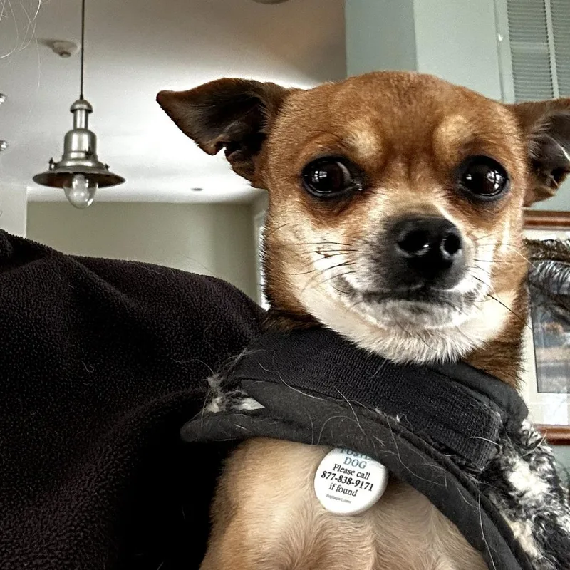 Groundhog thumbnail 3