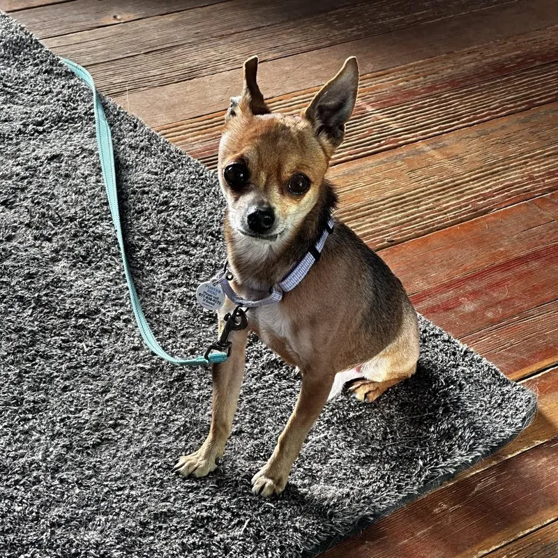 Groundhog thumbnail 4