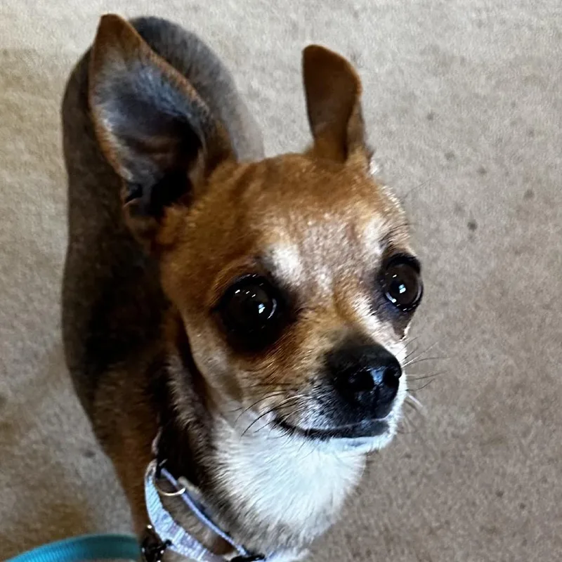 Groundhog thumbnail 5