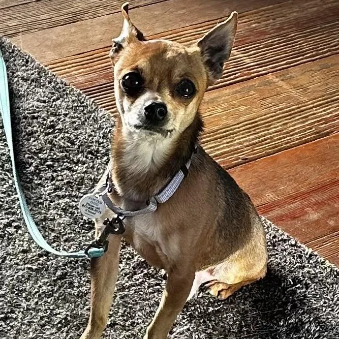 Groundhog thumbnail 6