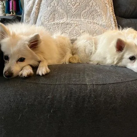 Glitters thumbnail 4