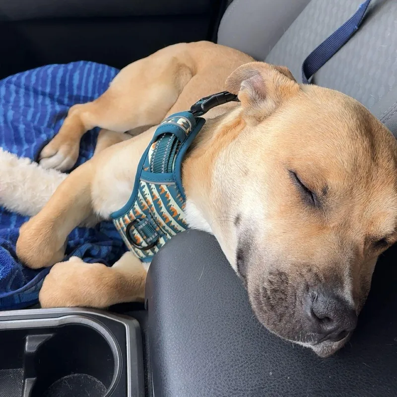 Happy~ Tender Hearted Cuddler thumbnail 2