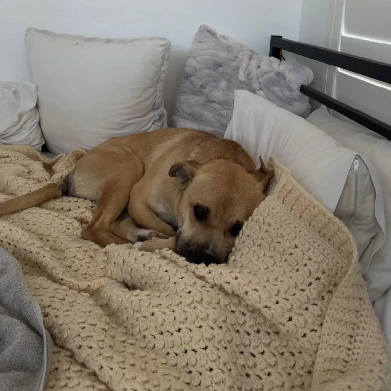 Happy~ Tender Hearted Cuddler thumbnail 3