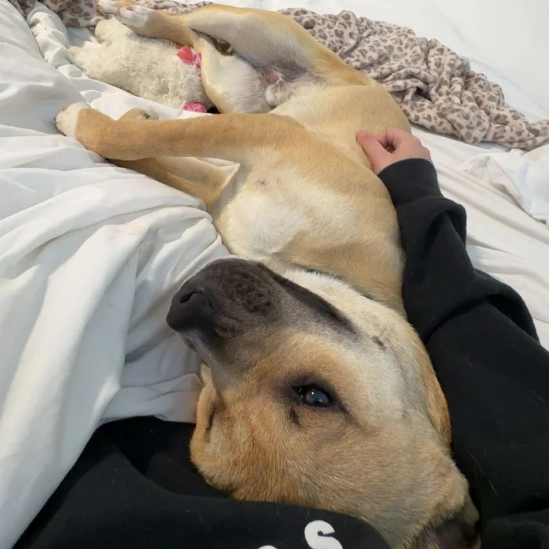 Happy~ Tender Hearted Cuddler thumbnail 4