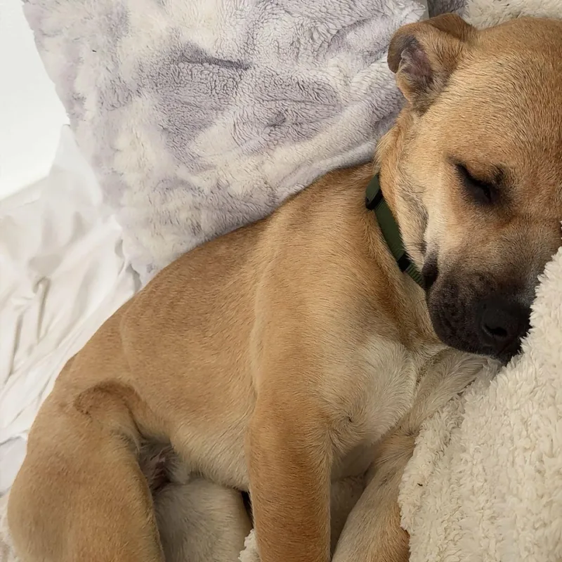 Happy~ Tender Hearted Cuddler thumbnail 5