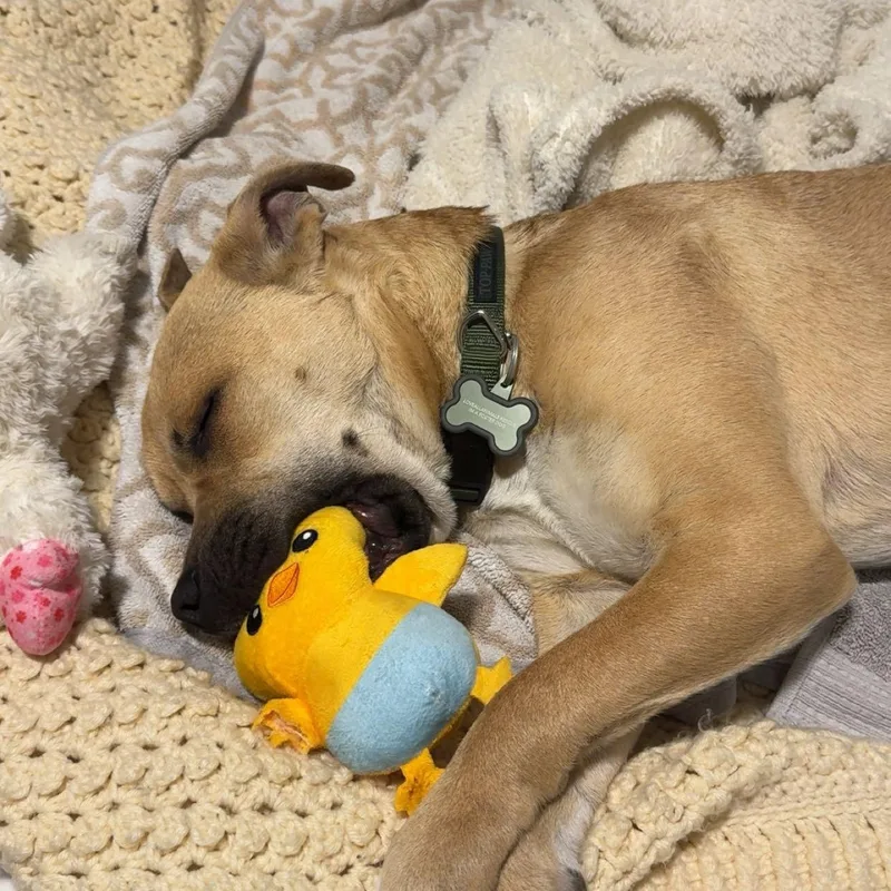 Happy~ Tender Hearted Cuddler thumbnail 6