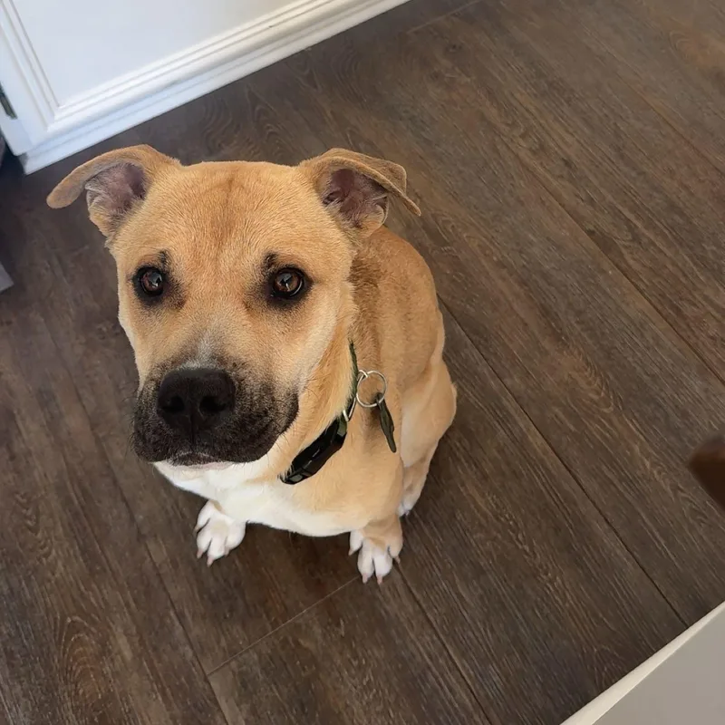 Happy~ Tender Hearted Cuddler