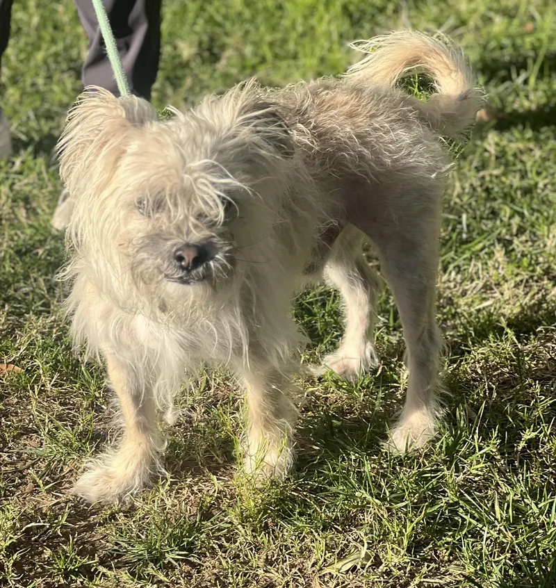 Shaggy~ Little Lost Soul thumbnail 2