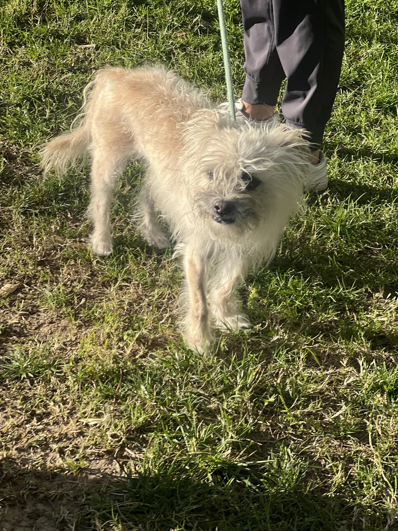 Shaggy~ Little Lost Soul thumbnail 3