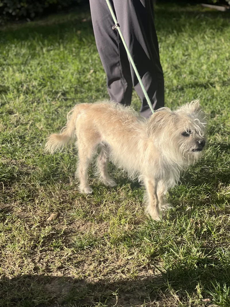 Shaggy~ Little Lost Soul thumbnail 4