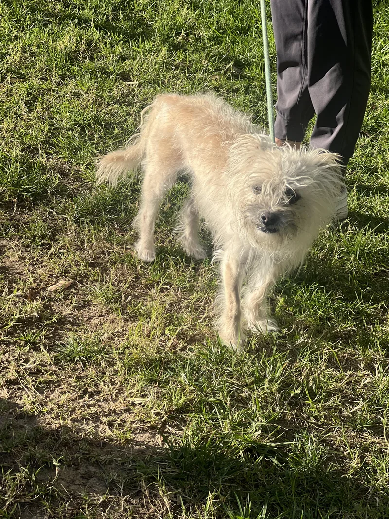 Shaggy~ Little Lost Soul thumbnail 5