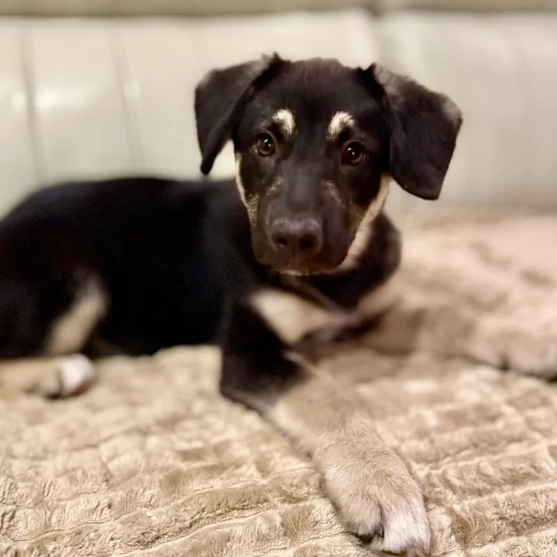 Shiloh~ Sweet Eyessoft Heart thumbnail 2