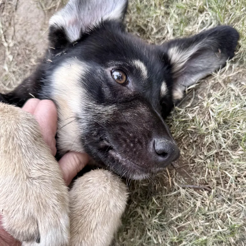 Shiloh~ Sweet Eyessoft Heart thumbnail 3