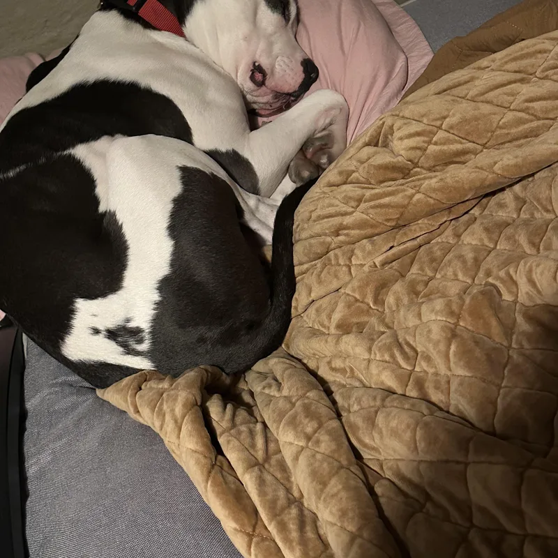 Petey~ Cuddly Bff thumbnail 2