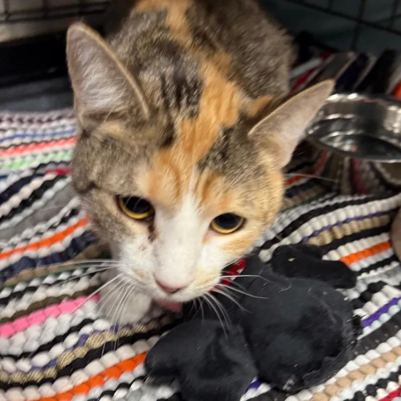 Purrsimmon thumbnail 2