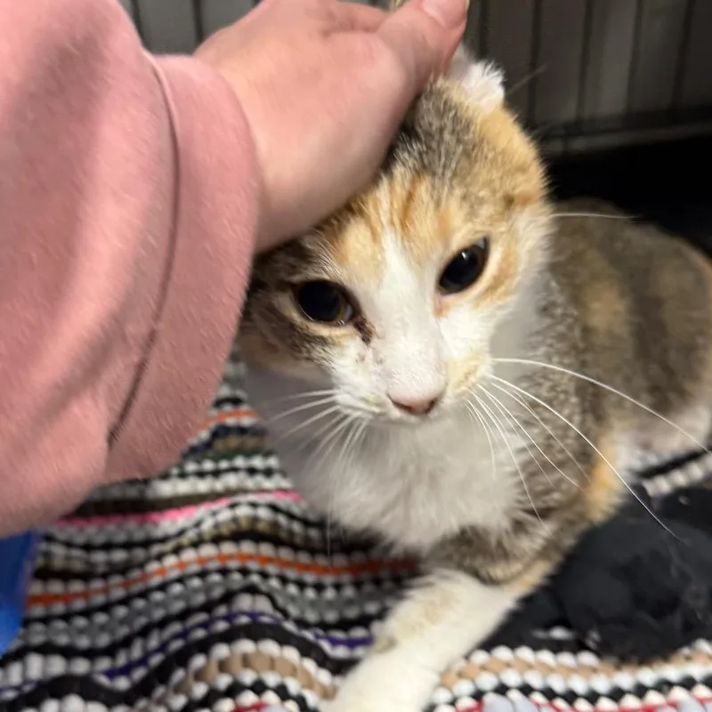 Purrsimmon thumbnail 3