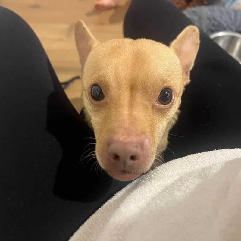 Chester~ thumbnail 2