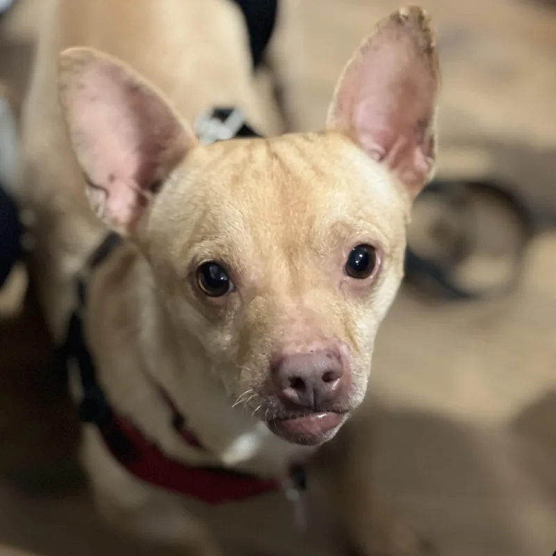 Chester~ thumbnail 3