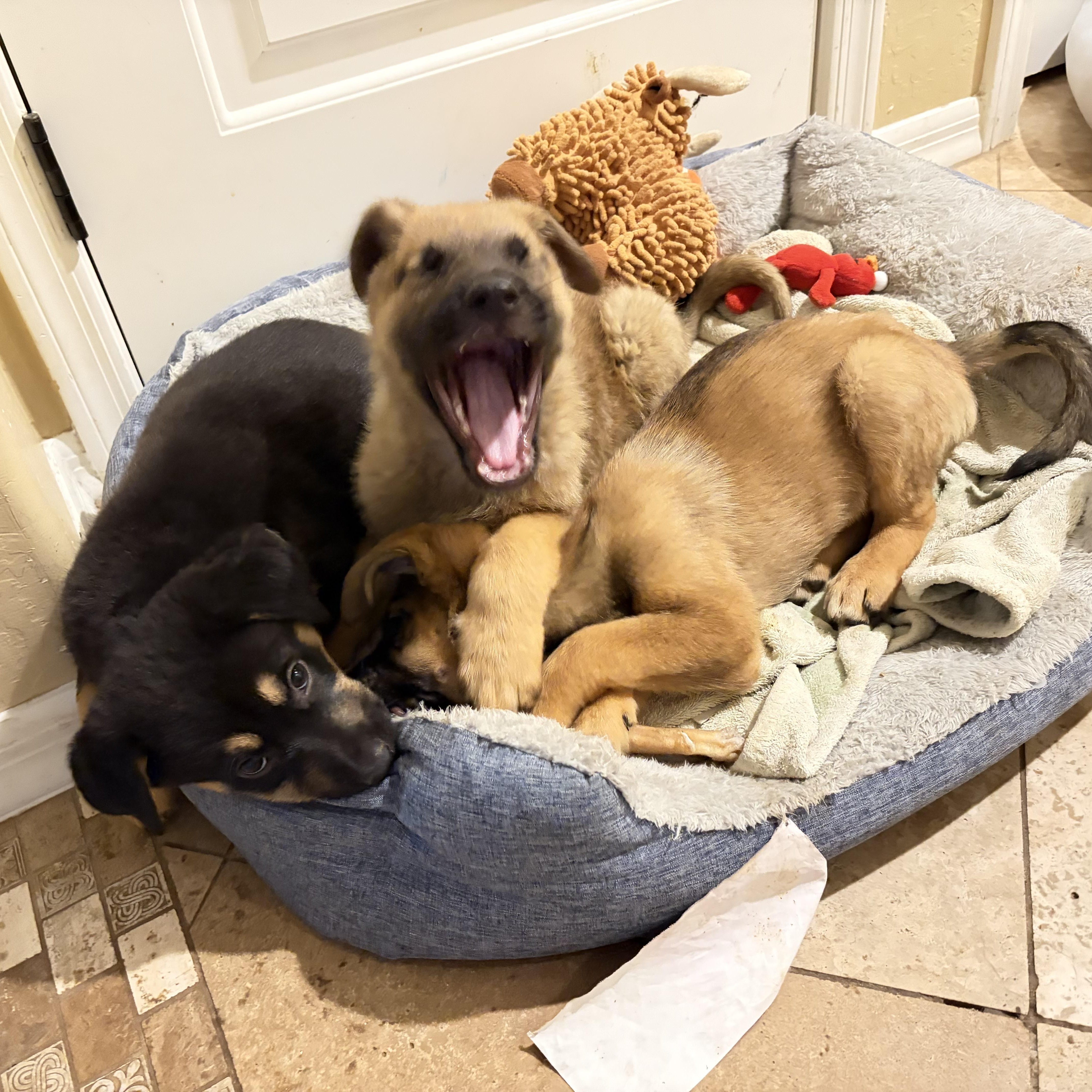 Clyde~ Playful And Cuddly thumbnail 2